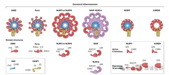 Nature 综述：炎症性疾病的新型治疗靶点：炎症小体相关蛋白