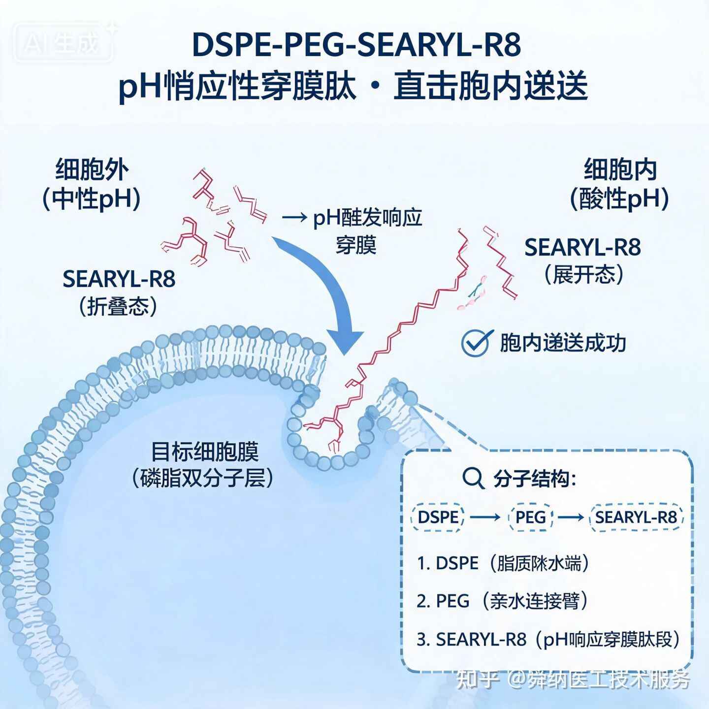 SEARYL-R8响应性穿膜肽：目标细胞膜，直击胞内递送 关于DSPE-PEG-SEARYL-R8（pH响应性穿膜肽细胞穿膜肽）