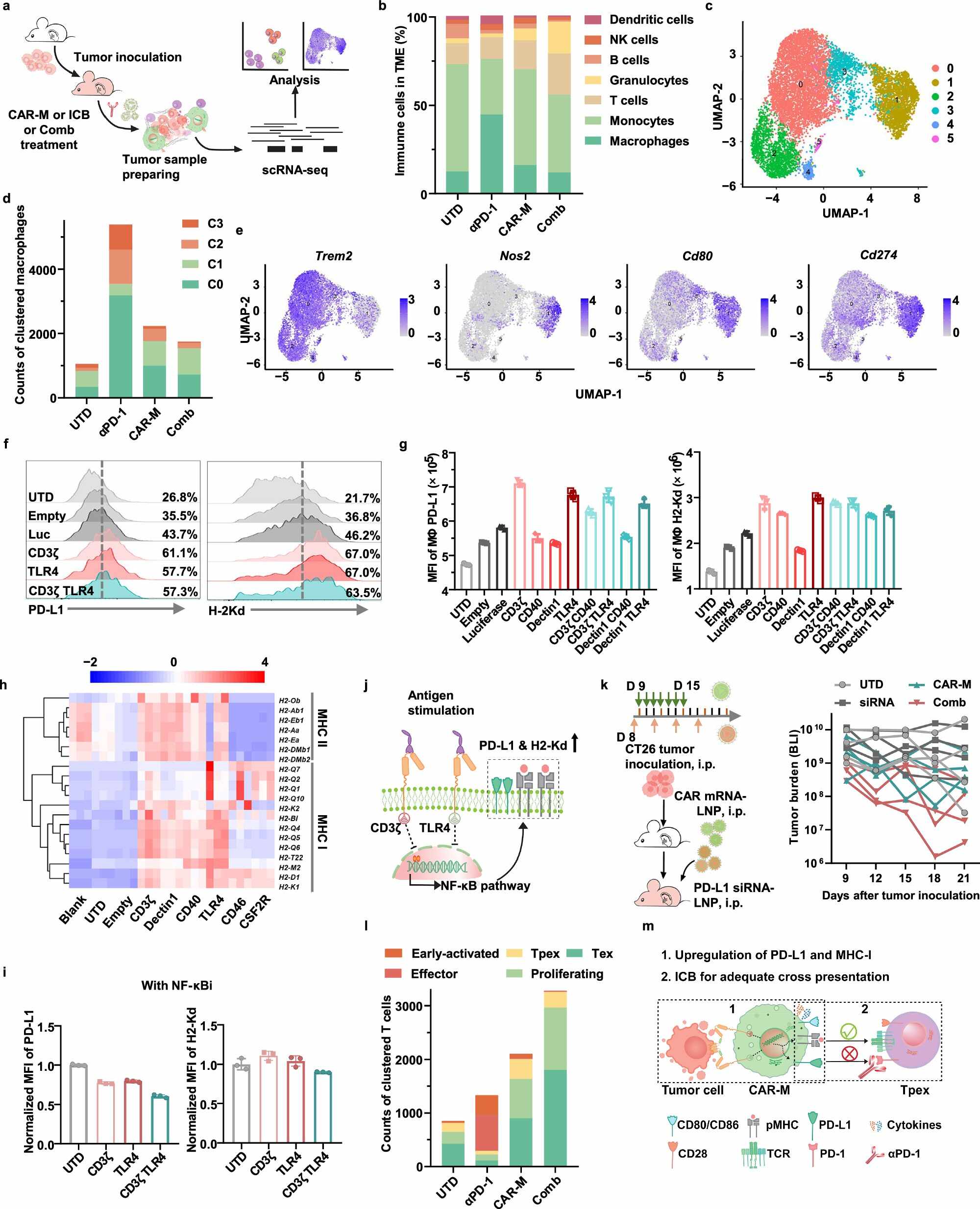 图6 In situ programming of CAR-Ms leads to M…