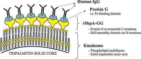 乳化体(Emulsomes)药物递送服务