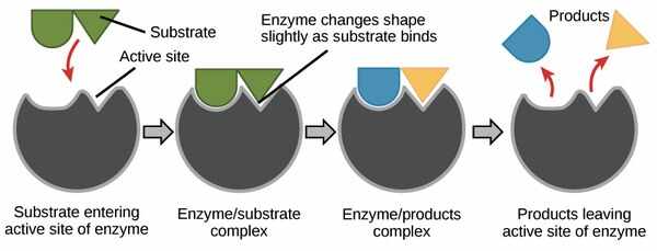酶体(Enzymosomes)药物递送服务