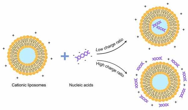 基因囊泡（Genosomes）药物递送服务