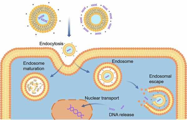 基因囊泡（Genosomes）药物递送服务