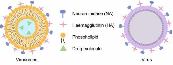 病毒体(Virosomes)药物递送服务