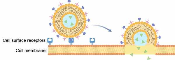 病毒体(Virosomes)药物递送服务