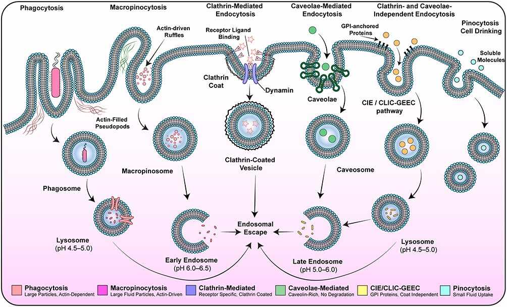 Albumin