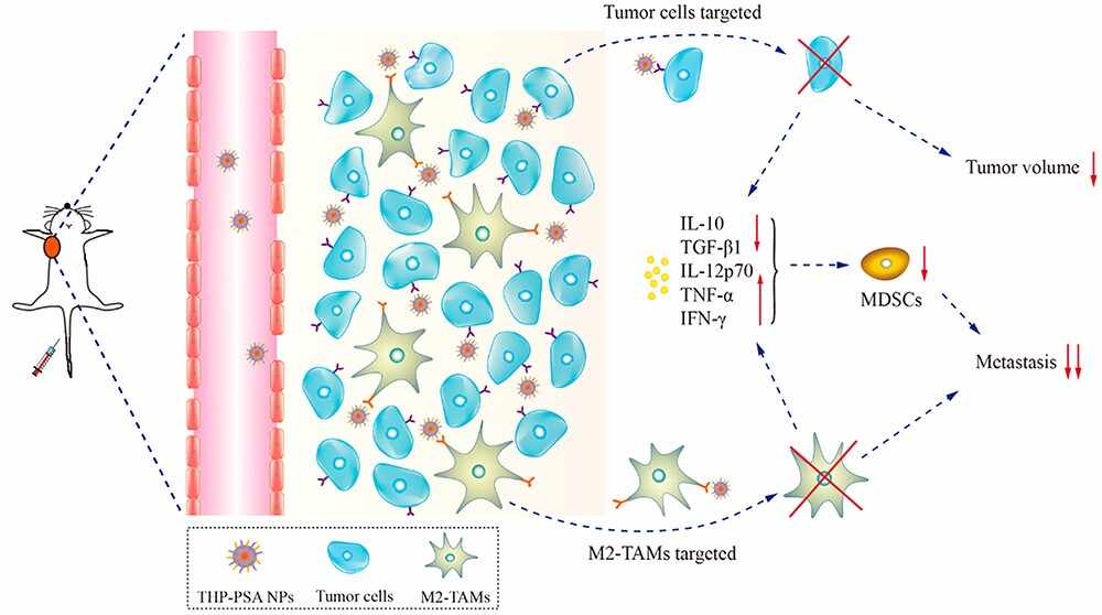 Albumin