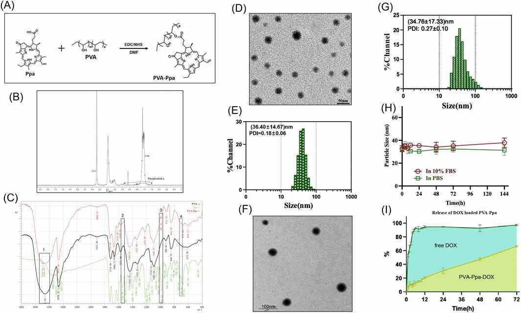 TfR1/CD71