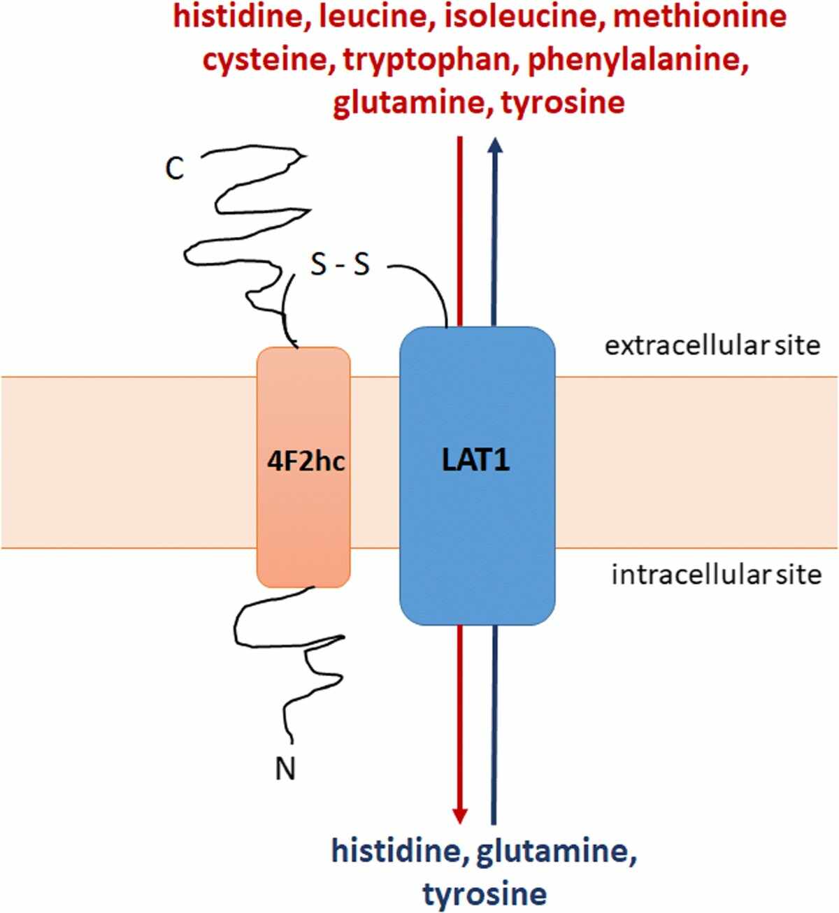 LAT1