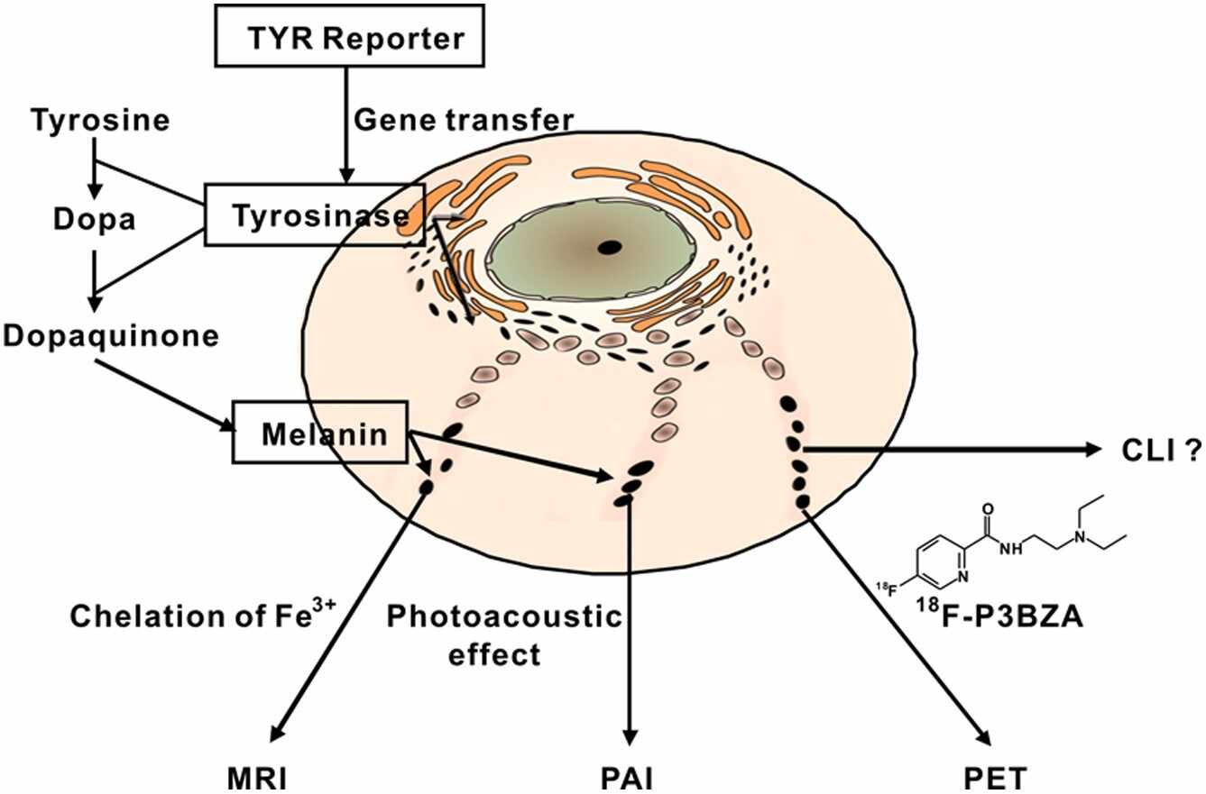 Tyrosinase