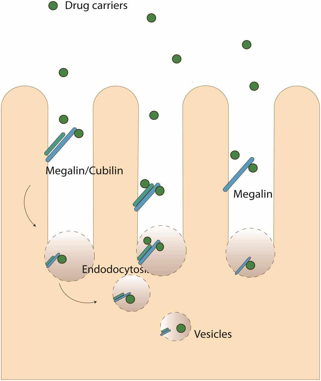 Megalin/LRP2