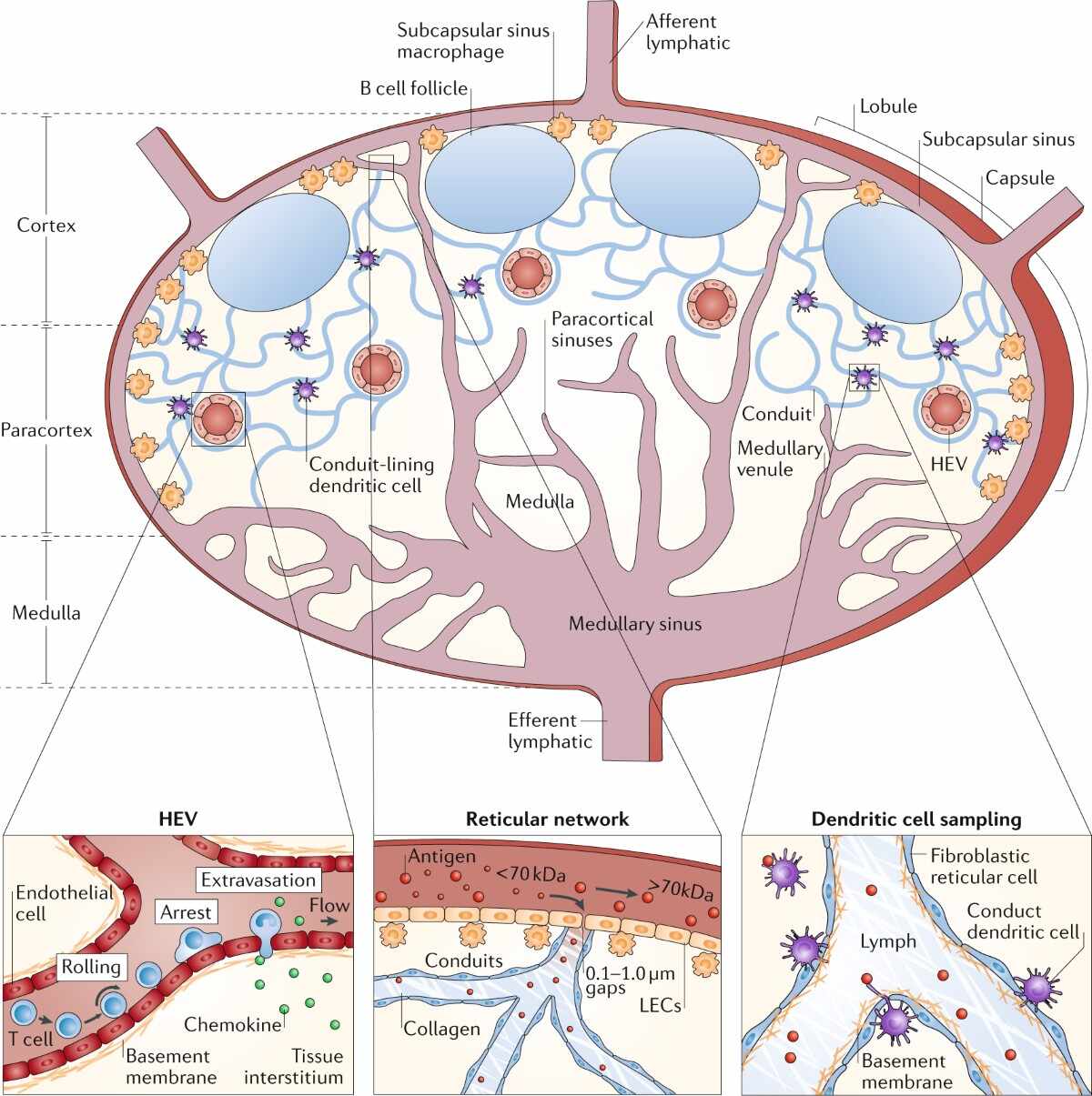 CD40