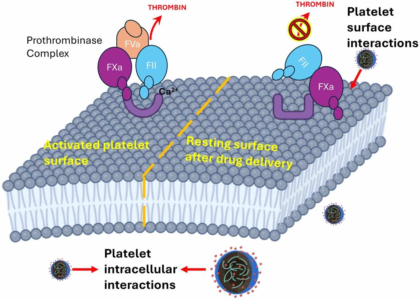 Thrombin/F2